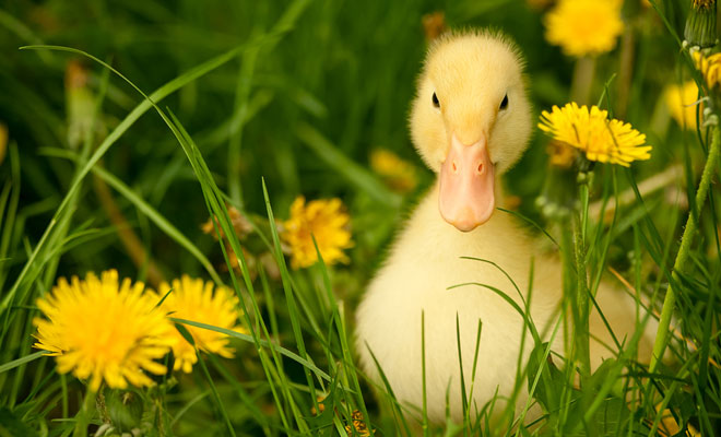 fluffy duck animal